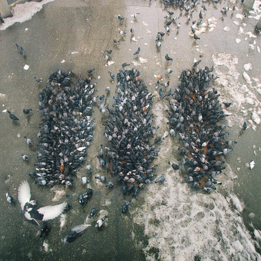 Stereogum home